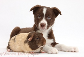 Chocolate Border Collie bitch pup and Guinea pig