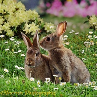 Young rabbits with daisies