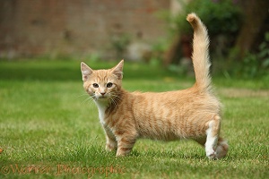 Ginger kitten walking on a lawn