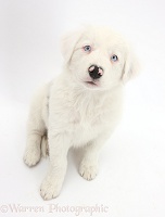 Mostly white Border Collie pup, sitting looking up