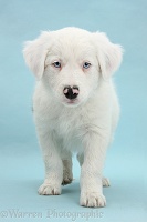 Mostly white Border Collie pup, on blue background
