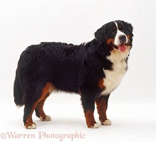 Bernese Mountain Dog bitch, 10 months old, standing