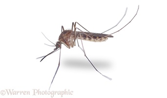 Culex mosquito