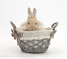 Lionhead-cross rabbit in a basket