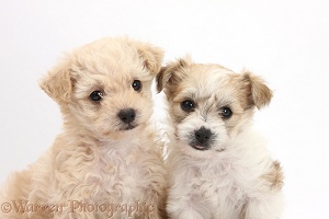 Two cute Bichon x Yorkie pups