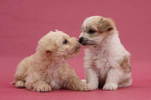 Cute Bichon x Yorkie pups kissing on pink background