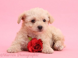 Cute Valentine puppy with rose on pink background