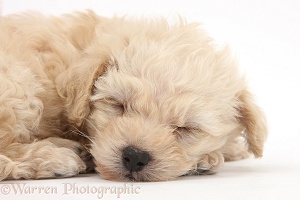 Cute sleeping Bichon x Yorkie pup