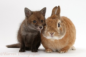 Red Fox cub and rabbit