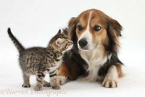 Cute tabby kitten and Border Collie