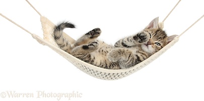 Cute tabby kitten lounging in a hammock