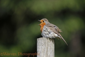 Robin sunning and singing