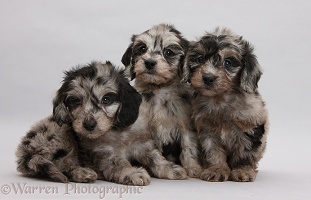 Three black-and-grey merle Daxiedoodle pups