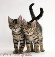 Tabby kittens walking in together