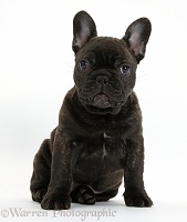 Dark brindle French Bulldog pup, sitting
