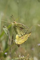 Clouded Yellow butterfly mating pair