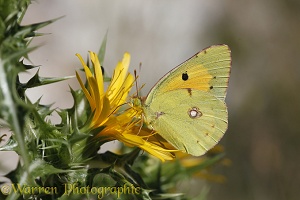 Clouded Yellow butterfly on thistle
