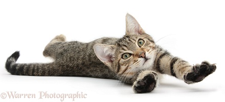 Tabby kitten lying and stretching out