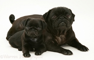 Black pug mother and pup