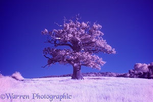 Ockley Oak - Summer infrared