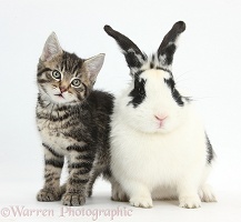 Cute tabby kitten and black-and-white rabbit