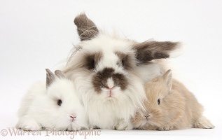 Fluffy rabbit and baby bunnies
