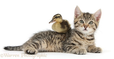 Cute tabby kitten with duckling