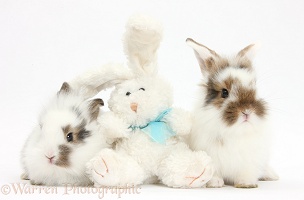 Baby bunnies with soft toy rabbit