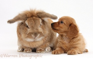 Red Daxiedoodle pup and rabbit