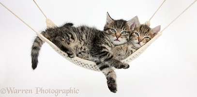 Cute tabby kittens in a hammock