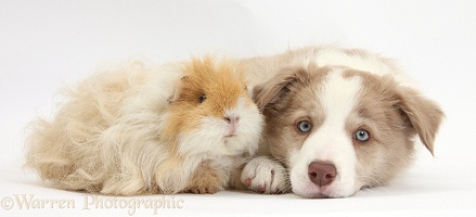 Lilac Border Collie pup and Guinea pig