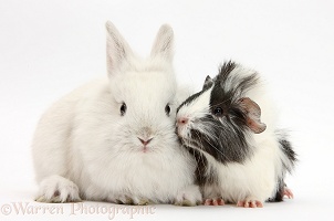 White rabbit and black-and-white Guinea pig