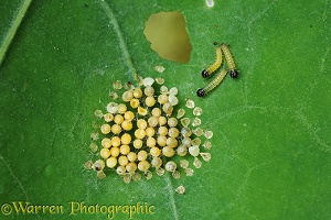 Large White Butterfly eggs