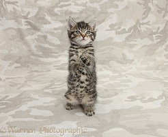 Cute tabby kitten on camouflage background