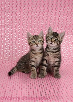Cute tabby kittens, sitting on starry background