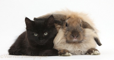 Fluffy black kitten and rabbit