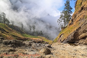 Clouds drifting through trees at Rinjani