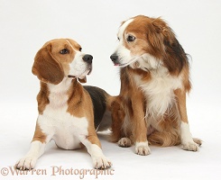 Beagle and Border Collie
