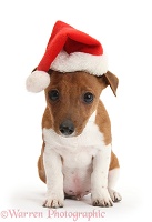 Jackahuahua pup wearing a Santa hat