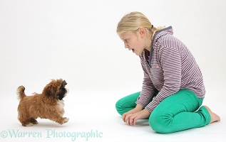 Girl playing with Shih-tzu puppy