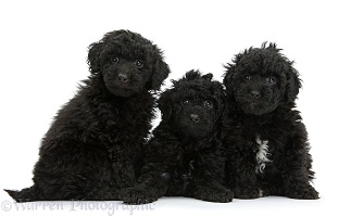 Three black toy Labradoodle puppies