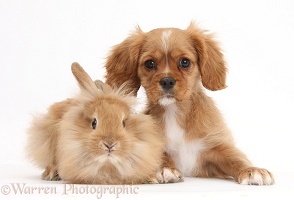 Ruby Cavalier pup and fluffy bunny