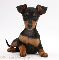 Miniature Pinscher puppy