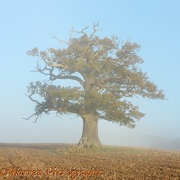 Ockley oak - Autumn with mist 2012