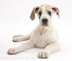 Great Dane puppy, lying with head up