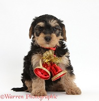 Yorkipoo puppy wearing Christmas bells