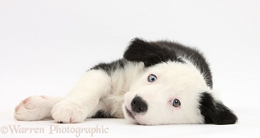 Black-and-white Border Collie puppy lying on his side