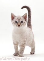 Sepia kitten standing