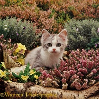 Kitten among heather