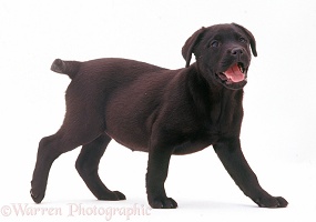 Black Labrador Retriever puppy walking across